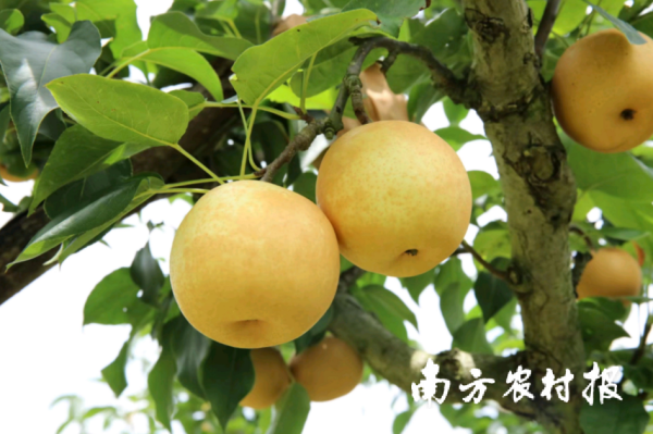 股票配资广东 一册购好梨！2025年连州水晶梨采购指引发布